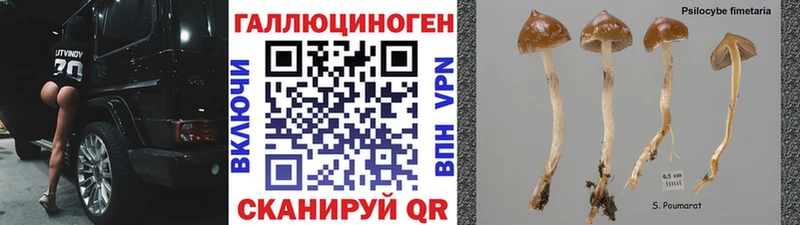 Псилоцибиновые грибы Cubensis цена Вытегра